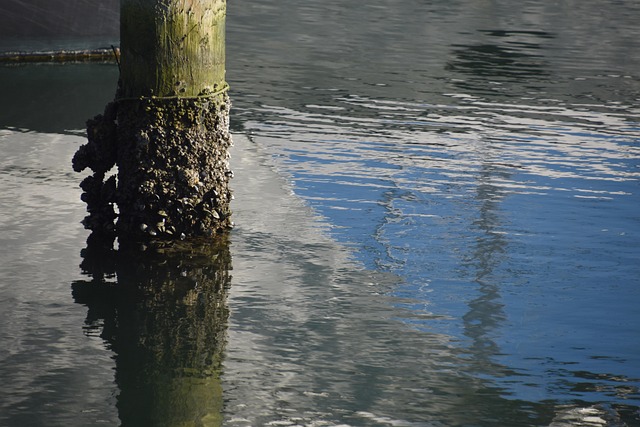 mosselen op paaltje in een haven